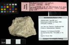 Foto (Objekt + Etiketten) von Nodoprosopon ornatum (von Meyer, 1842) 
